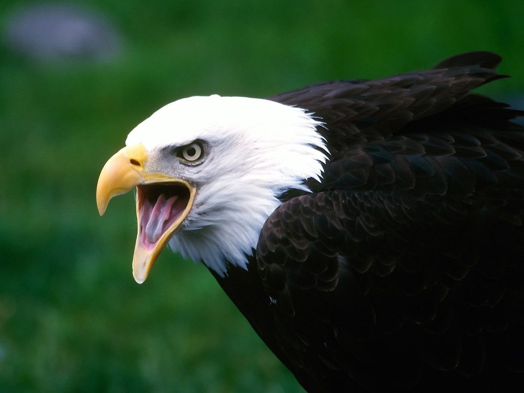 Screaming Eagle